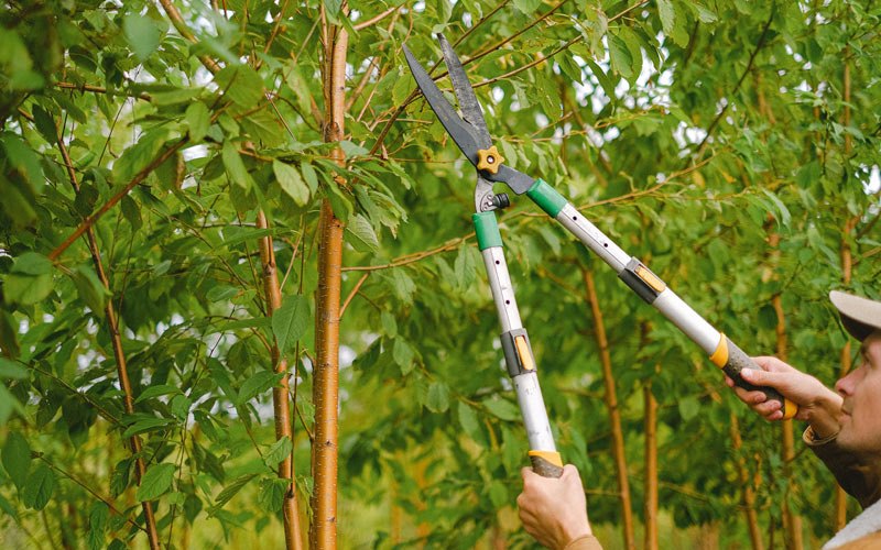 Tree trimming in Riverton, WV